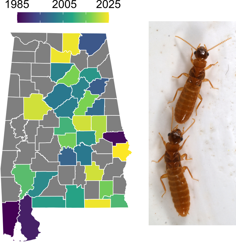 Map showing records of Formosan subterranean termites across Alabama