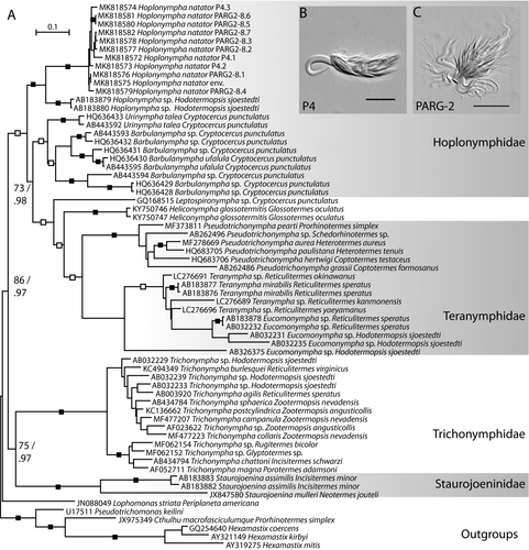 Molecular Phylogenetic Position of <i>Hoplonympha natator</i> (Trichonymphea, Parabasalia): Horizontal Symbiont Transfer or Differential Loss?