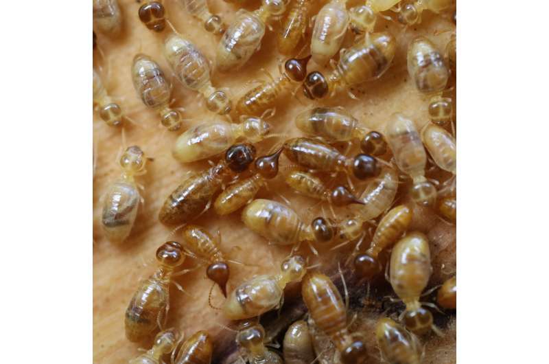 The evolution of body size in termites