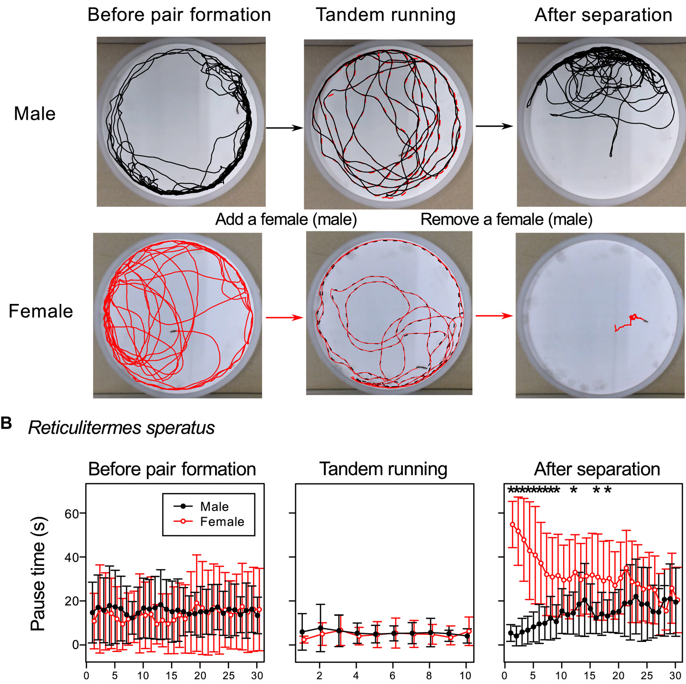 Adaptive switch to sexually dimorphic movements by partner-seeking termites