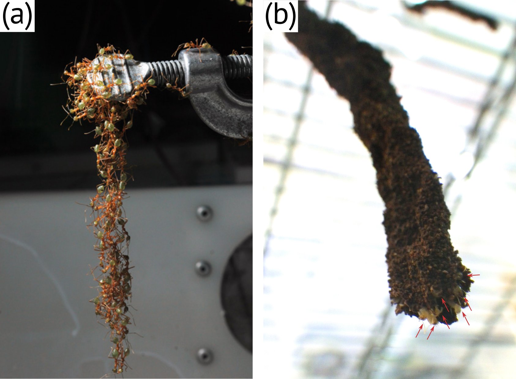 Ant and termite collective behavior: Group‐level similarity arising from individual‐level diversity