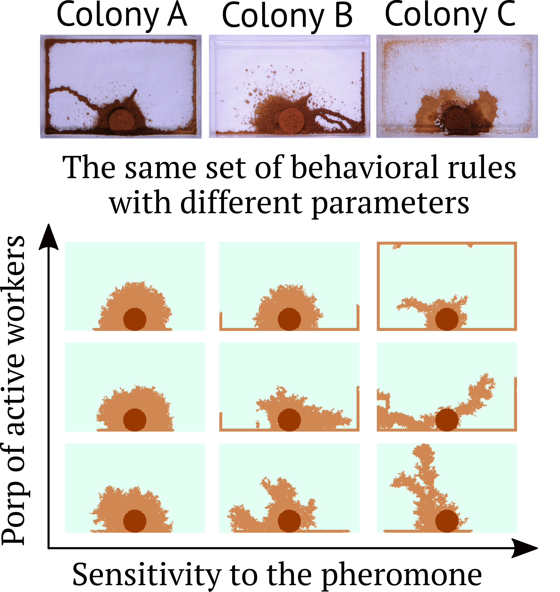 Emergence of intercolonial variation in termite shelter tube patterns and prediction of its underlying mechanism