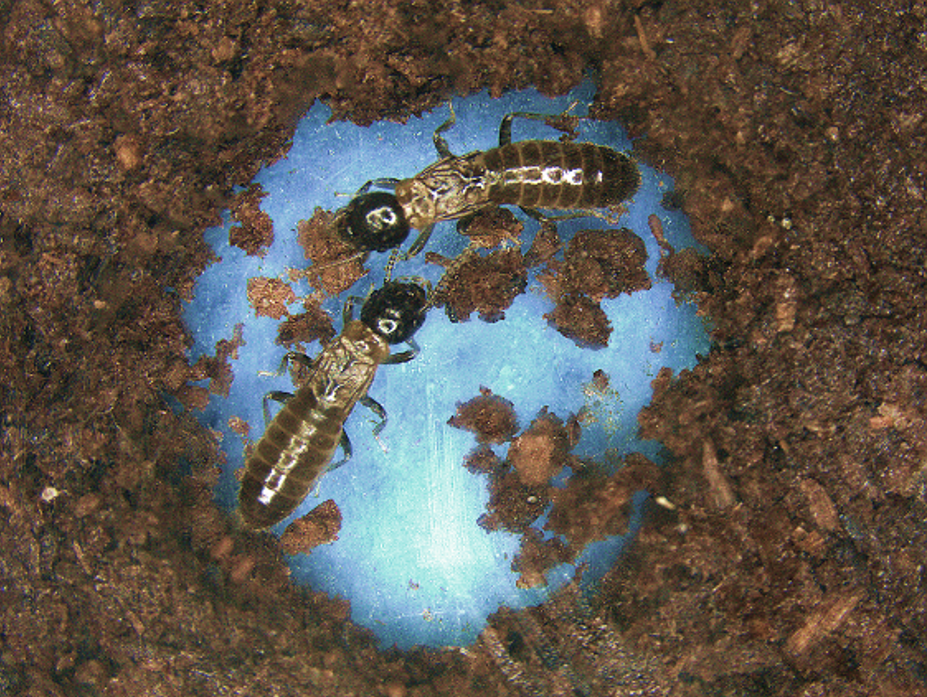 Male same-sex pairing as an adaptive strategy for future reproduction in termites