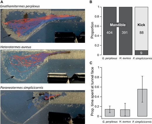 Behavioral Rules for Soil Excavation by Colony Founders and Workers in Termites