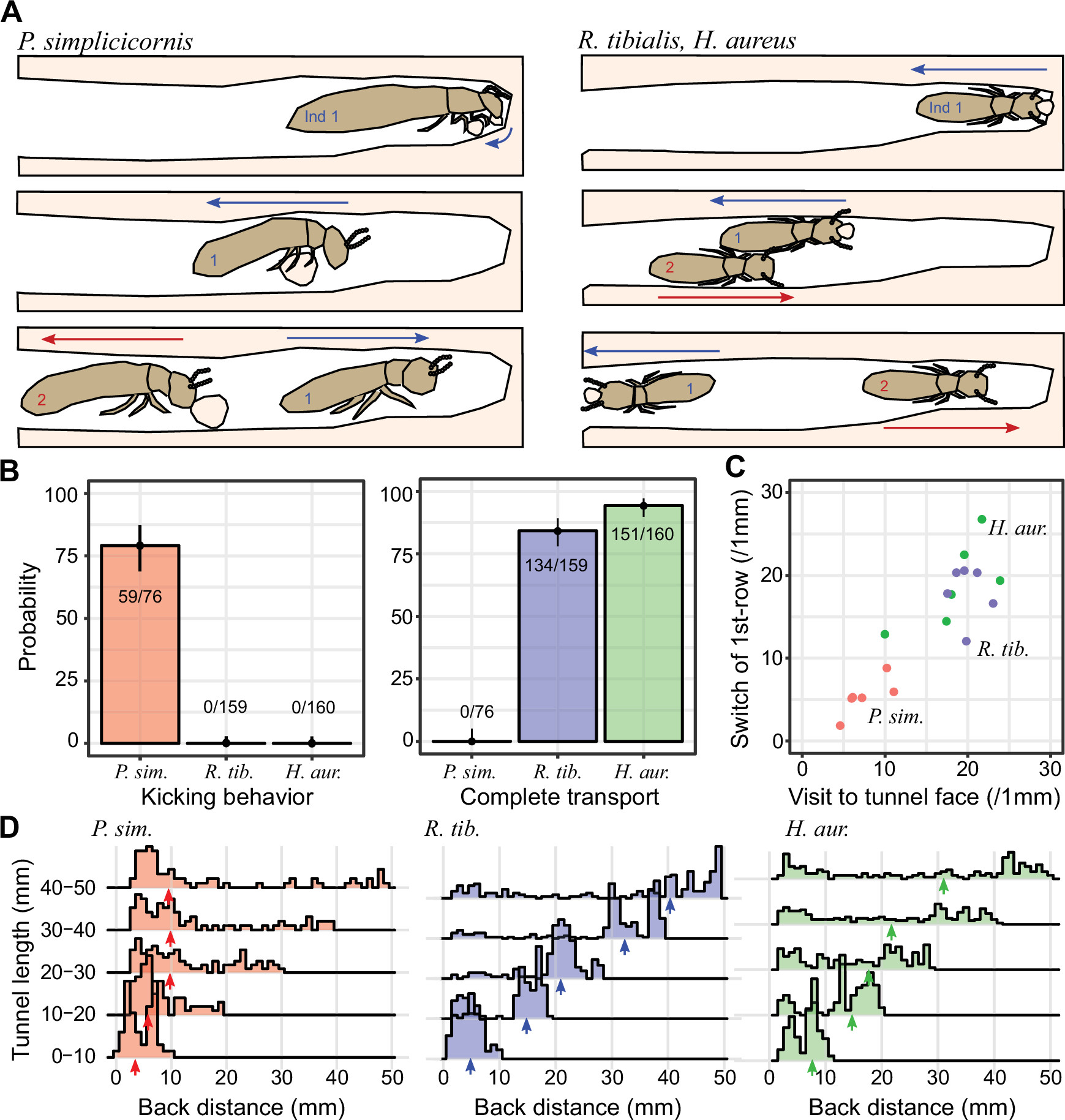 Complex Relationship between Tunneling Patterns and Individual Behaviors in Termites