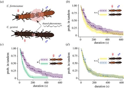 Coordination of movement via complementary interactions of leaders and followers in termite mating pairs