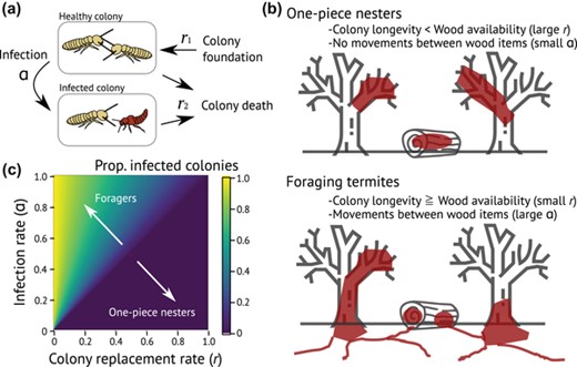 Termite nest evolution fostered social parasitism by termitophilous rove beetles