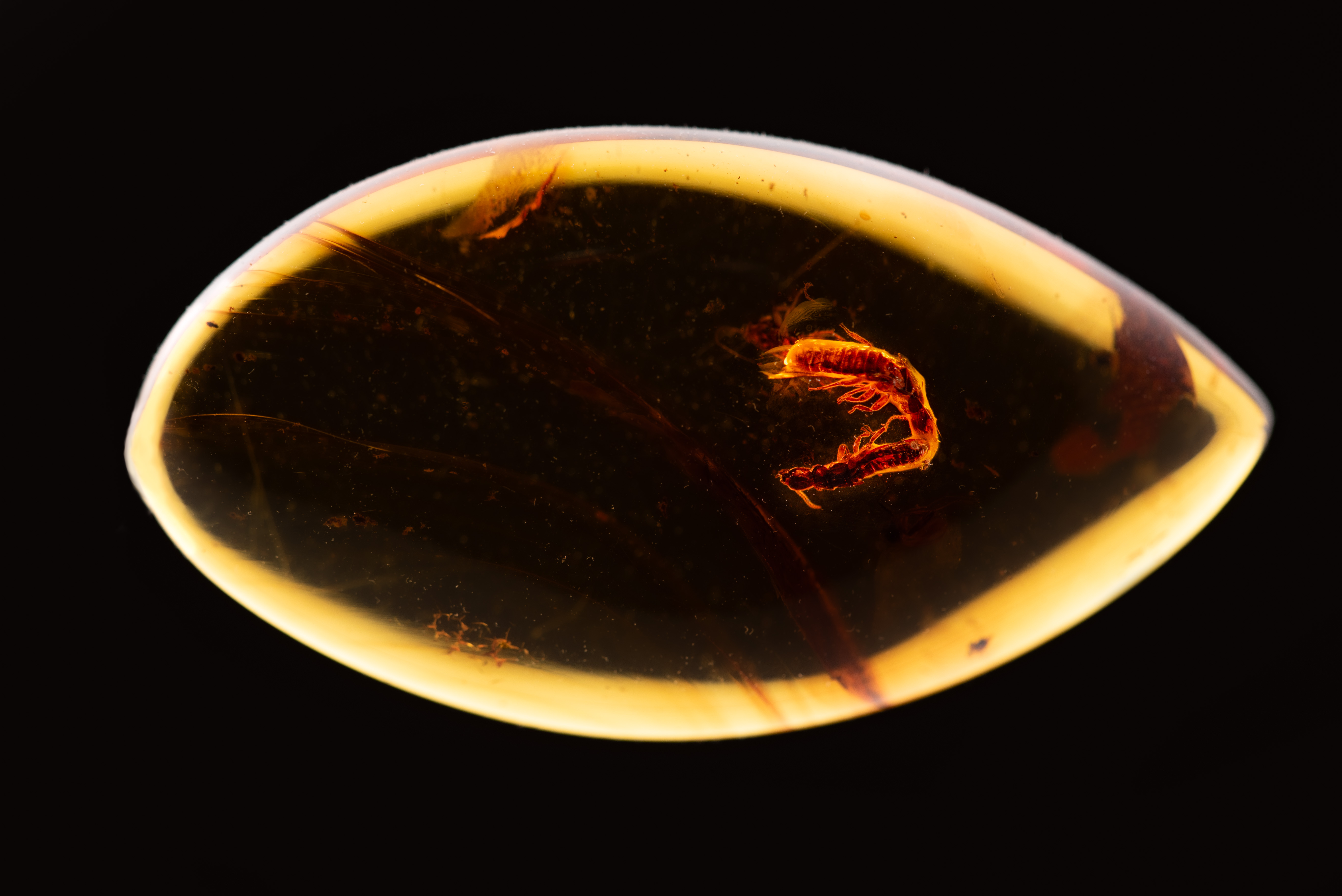 Extinct and extant termites reveal the fidelity of behavior fossilization in amber