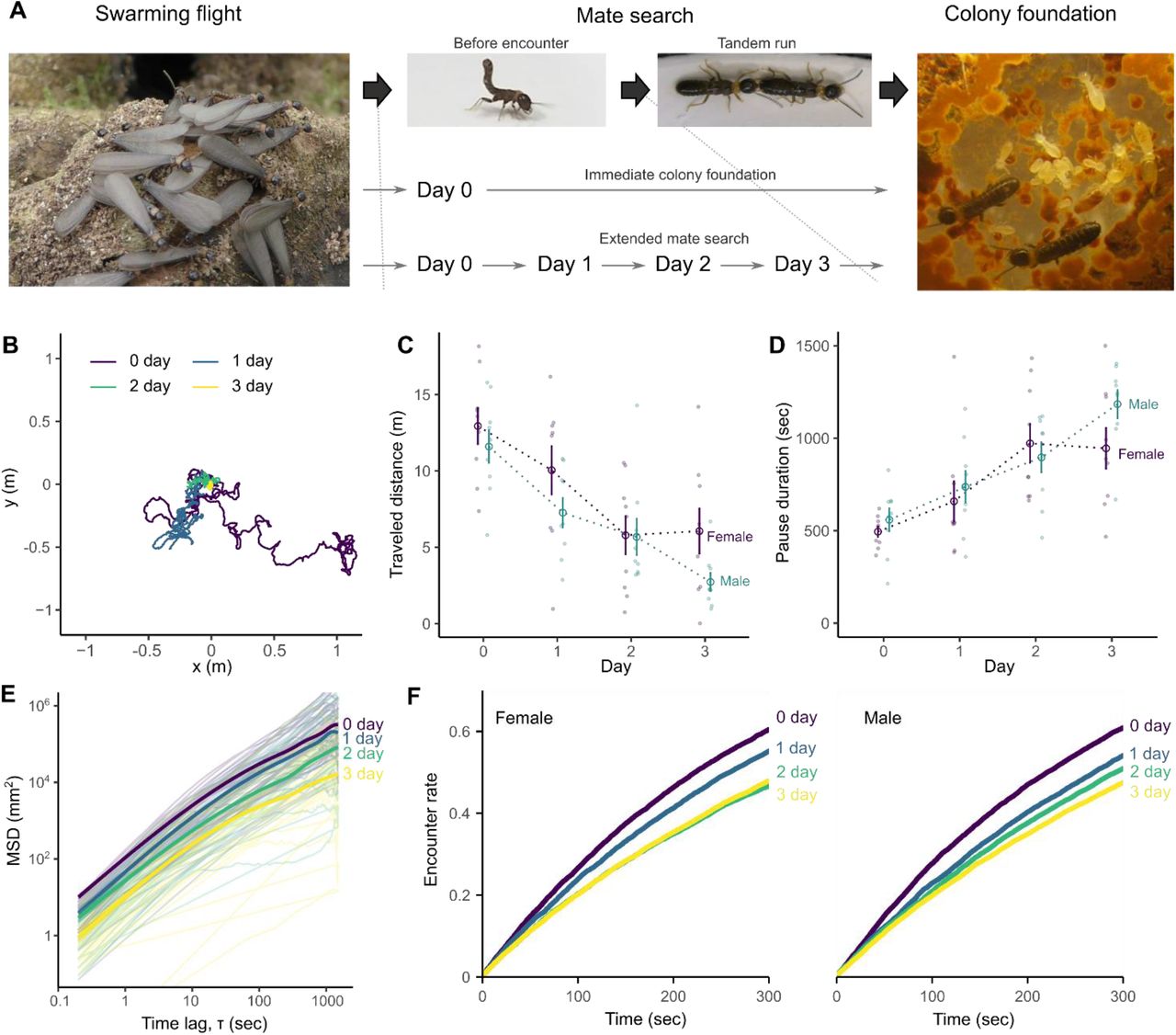Wasted efforts impair random search efficiency and reduce choosiness in mate-pairing termites