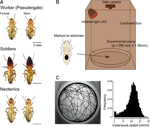 Caste‐biased locomotor activities in isolated termites
