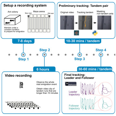 Protocol to obtain long movement trajectories of leaders and followers in ant tandem runs