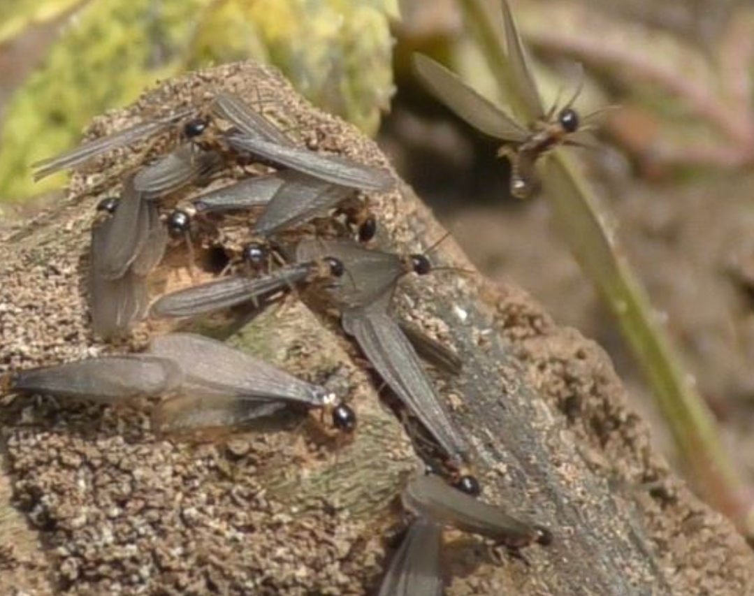 The significance of social interactions in synchronized swarming flight in a termite