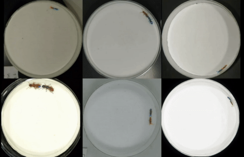 Tandem run of six termite species