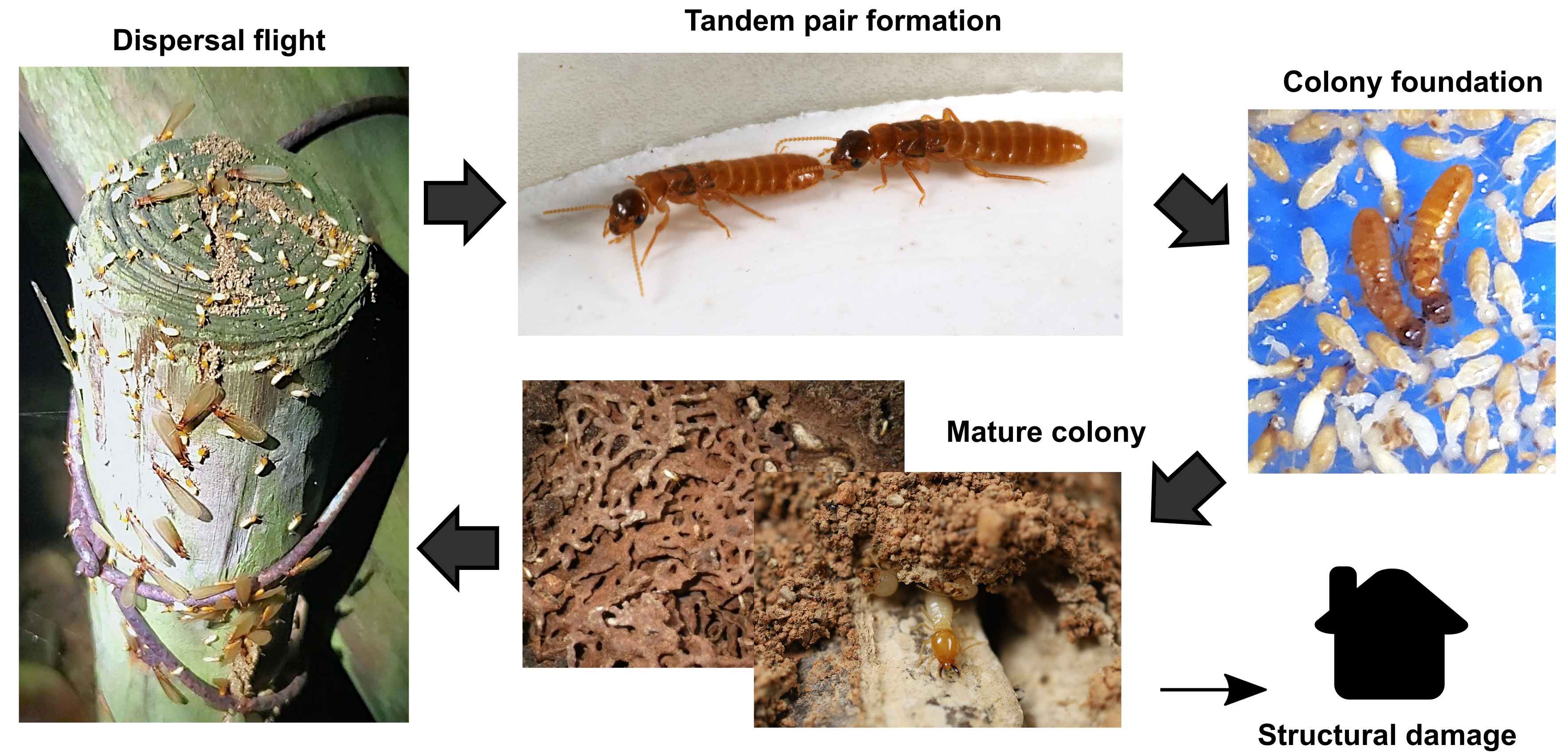 Termite life cycle showing swarming, pair formation, colony foundation, mature colony, and structural damage associated with pest species