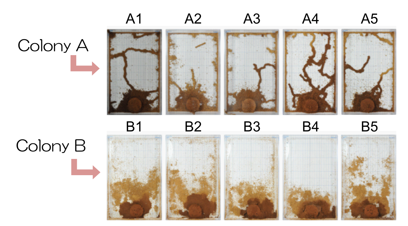 Colony specificity of structure patterns.