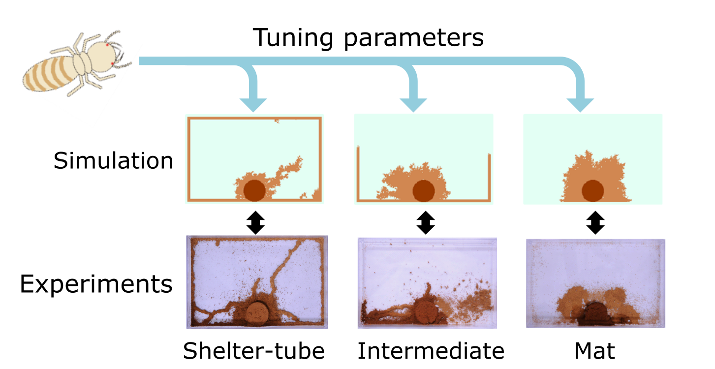 The scheme of simualations